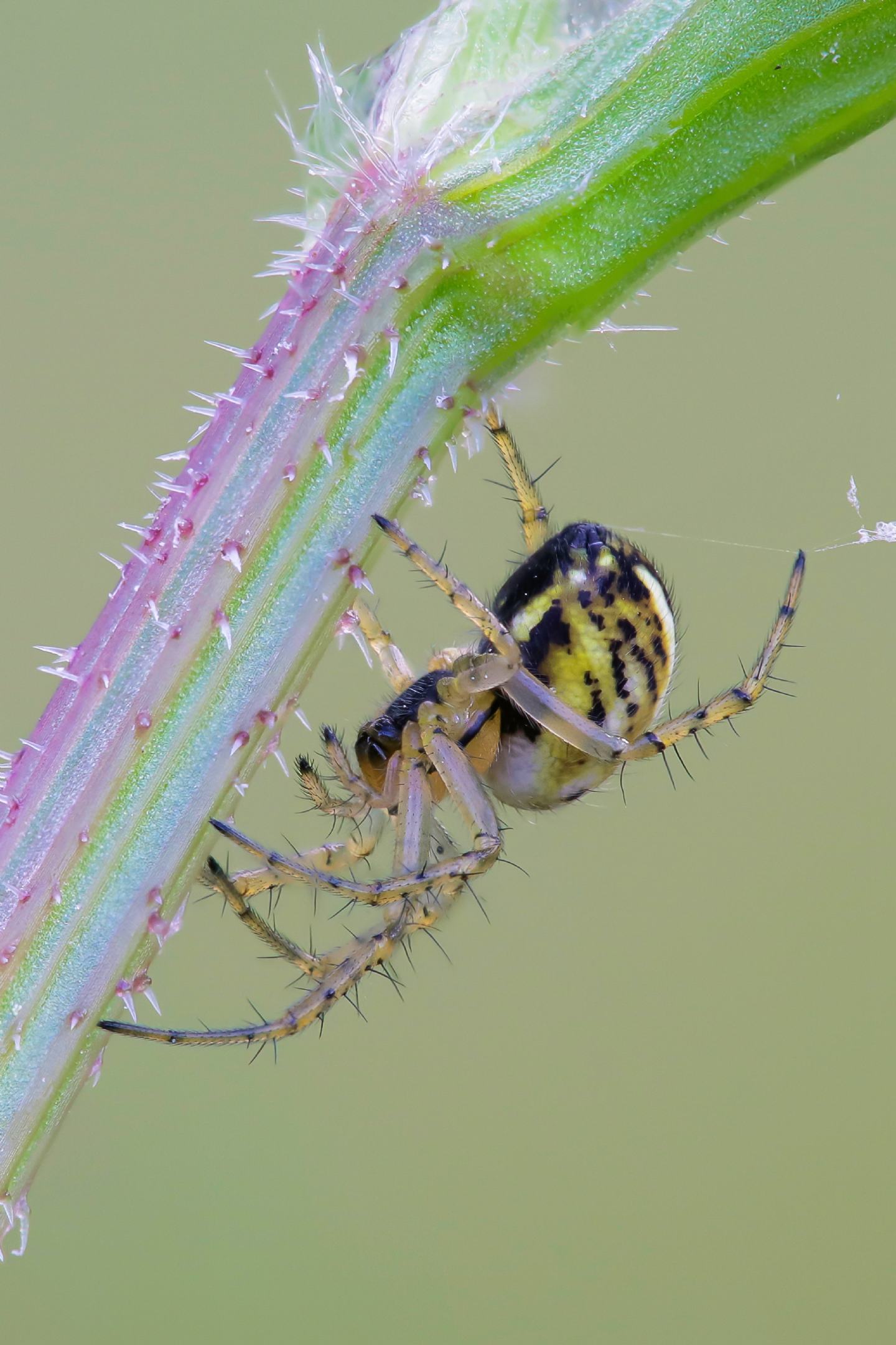 Araneidae - Mangora acalypha